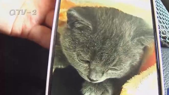 「南山市场」市场又现“星期猫”网上故事南山市场重演