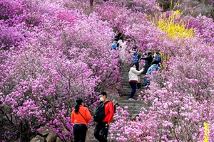 大珠山杜鹃花开早 连翘黄映衬杜鹃红