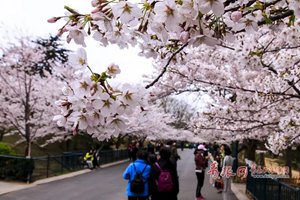 今天，青岛中山公园发布重要通告！