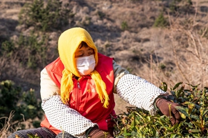 崂山大田茶叶采摘头茬 就要闻到“崂山绿”的清香