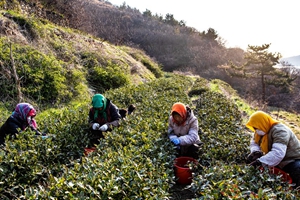 崂山大田茶叶采摘头茬 就要闻到“崂山绿”的清香