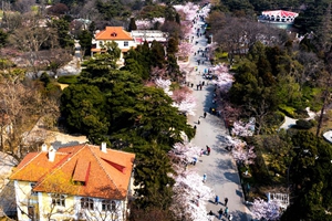 航拍视角看中山公园樱花大道 好似花林夹岸