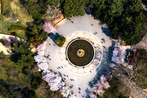 航拍视角看中山公园樱花大道 好似花林夹岸