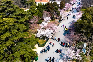 航拍视角看中山公园樱花大道 好似花林夹岸