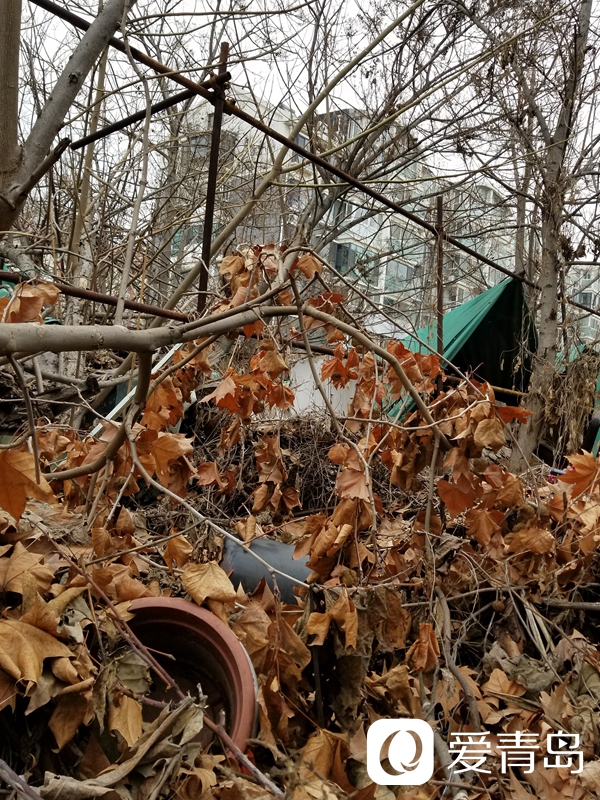 [爱青岛·我要说]爱青岛·我要说|给力！这些难题都解决了！