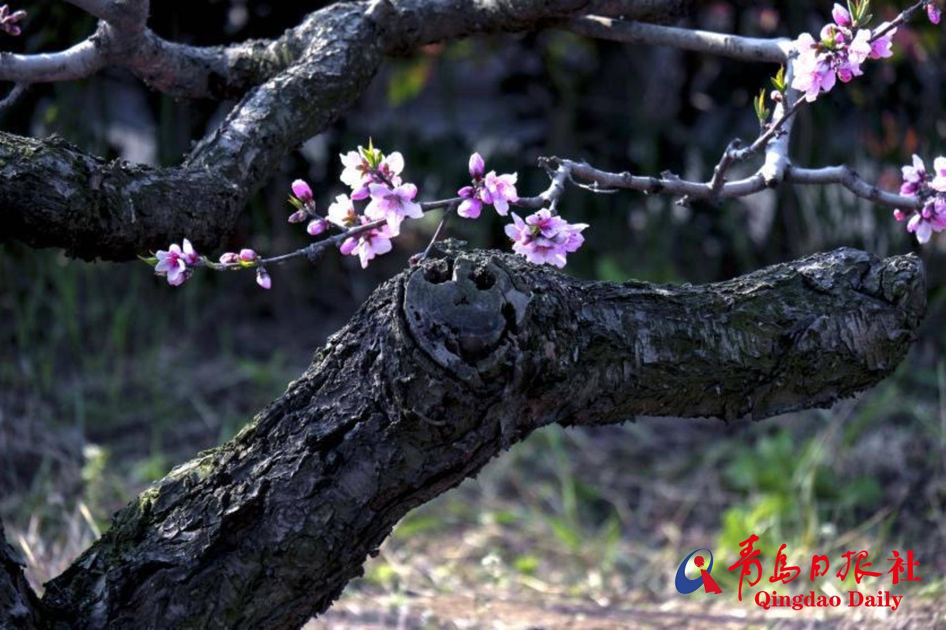 桃花正值花期，收好这份攻略且赏且珍惜