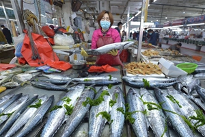 鲜！头茬春鲅鱼走进青岛市民餐桌