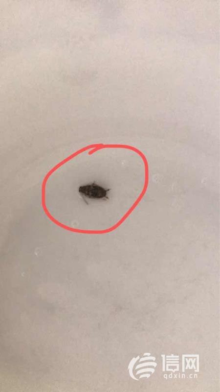 「牛奶」牛奶中喝出黑色虫子 迎春乐牛奶：无法鉴定来源