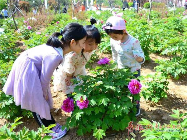 『西海岸』西海岸这片千亩牡丹园本周五开放，门票仅需1元！