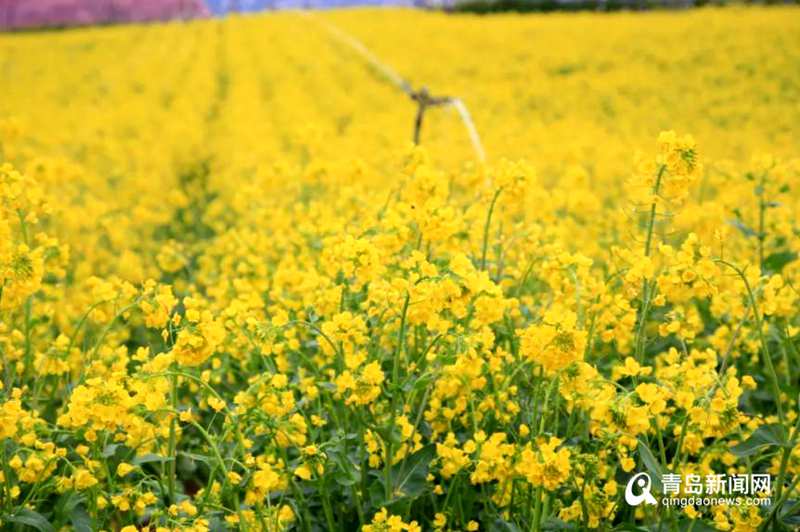 「青岛」满眼嫩黄真养眼！青岛这片油菜花海迎来盛花期