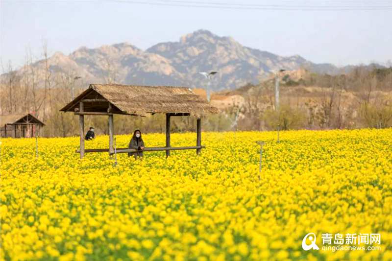 「青岛」满眼嫩黄真养眼！青岛这片油菜花海迎来盛花期