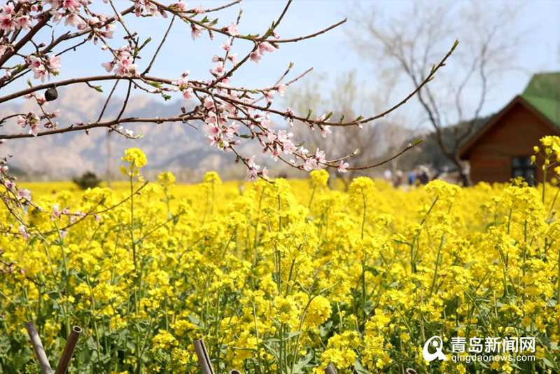 「青岛」满眼嫩黄真养眼！青岛这片油菜花海迎来盛花期