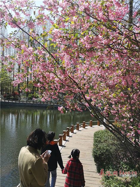 「青岛」青岛植物园百花争艳 游人流连忘返