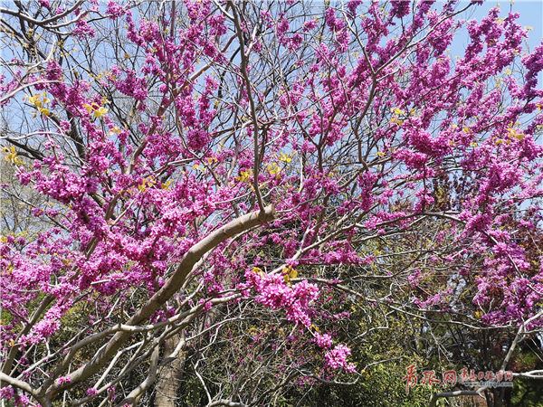 「青岛」青岛植物园百花争艳 游人流连忘返