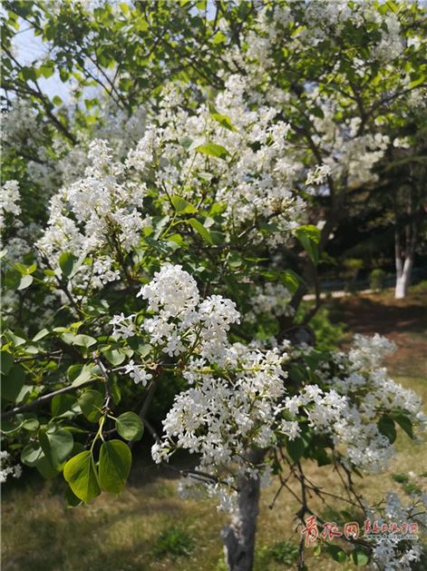 「青岛」青岛植物园百花争艳 游人流连忘返