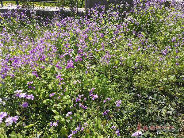 「青岛」青岛植物园百花争艳 游人流连忘返