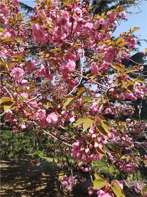 「青岛」青岛植物园百花争艳 游人流连忘返