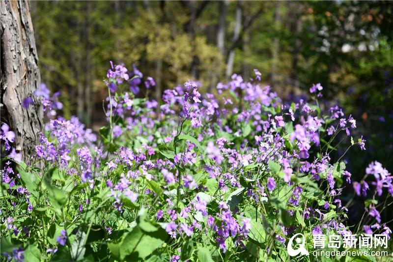 【春色】满园春色＂醉＂游人 青岛中山公园百花齐放＂舞＂春姿