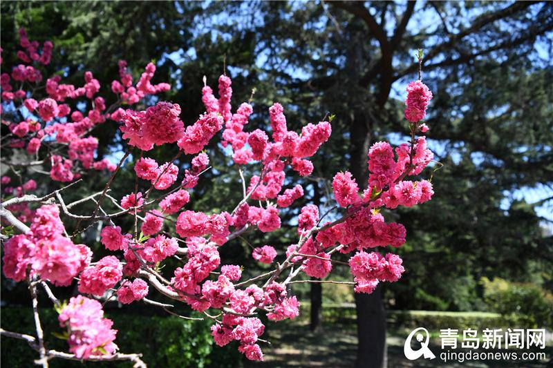 【春色】满园春色＂醉＂游人 青岛中山公园百花齐放＂舞＂春姿