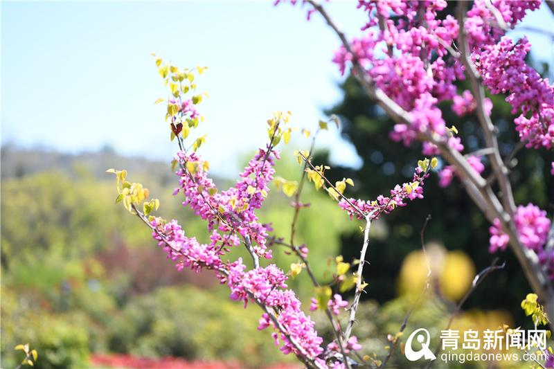 【春色】满园春色＂醉＂游人 青岛中山公园百花齐放＂舞＂春姿