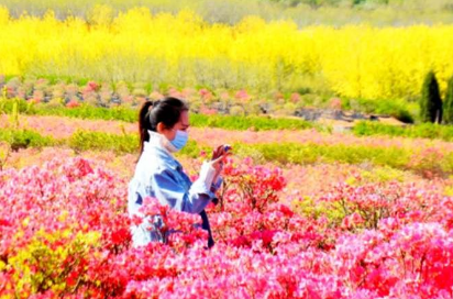 西海岸这片花田迎来盛花期 遍野开满映山红