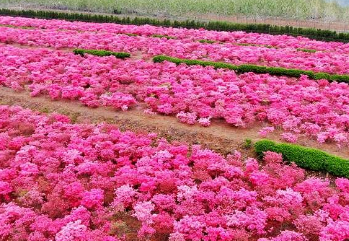 西海岸这片花田迎来盛花期 遍野开满映山红