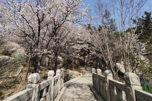 五一好去处！来巨峰登高赏花 寻一场浪漫之旅