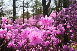 五一好去处！来巨峰登高赏花 寻一场浪漫之旅