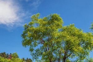 夏日崂山北九水 空气清新淡淡花香流水潺潺