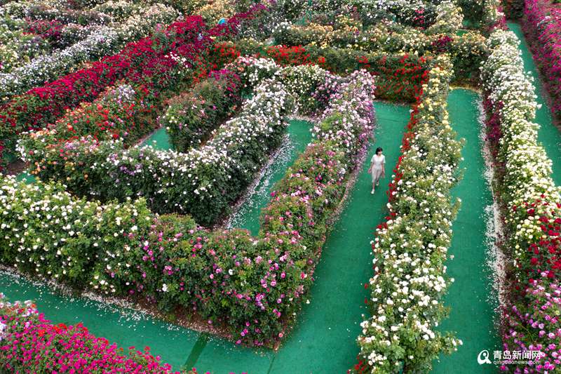 青岛青岛有座用花墙搭的迷宫 邂逅属于你的夏日浪漫