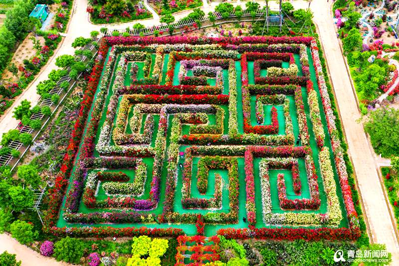 青岛青岛有座用花墙搭的迷宫 邂逅属于你的夏日浪漫