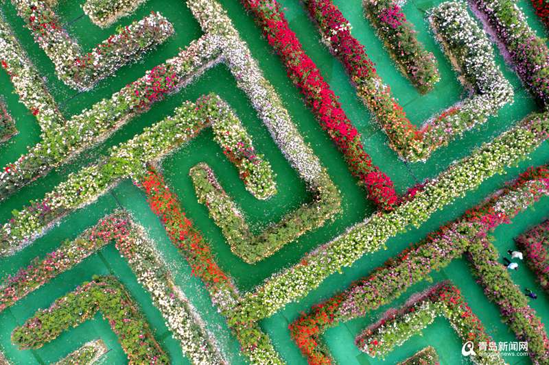 青岛青岛有座用花墙搭的迷宫 邂逅属于你的夏日浪漫