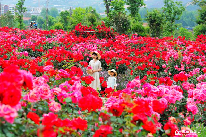 青岛青岛有座用花墙搭的迷宫 邂逅属于你的夏日浪漫