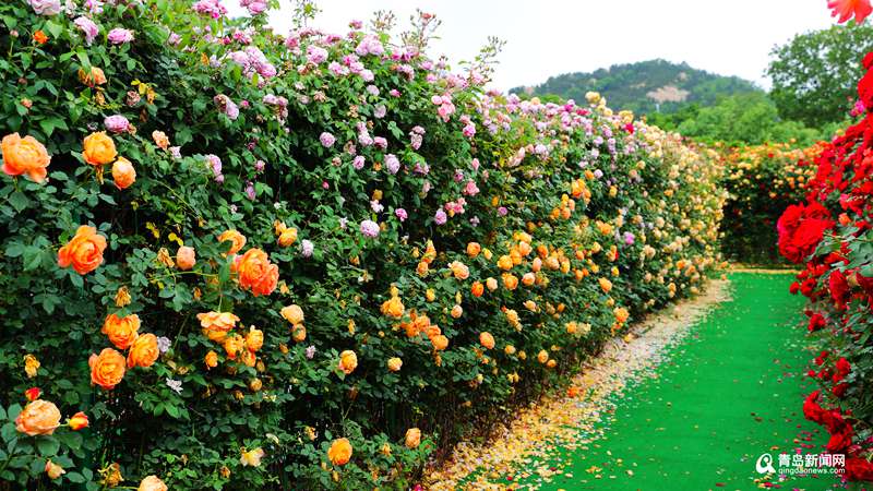 青岛青岛有座用花墙搭的迷宫 邂逅属于你的夏日浪漫