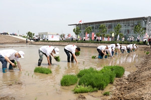 ​2020年中华拓荒人海水稻插秧节在青岛城阳启动