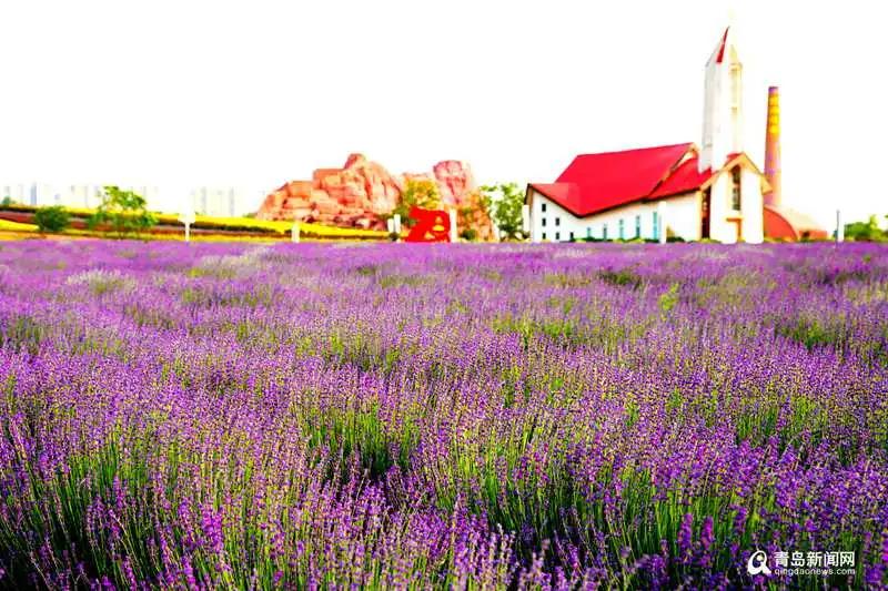 青岛青岛这里变颜色了！你还能认出来吗？