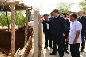 习近平宁夏考察，这张照片刷屏了