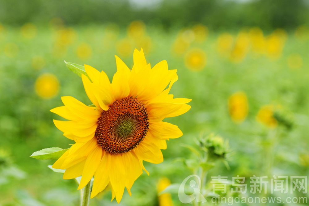 千万朵向日葵花开青岛花语人间景区令人心旌荡漾