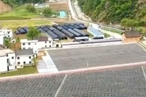 【决战决胜脱贫攻坚】特色产业助力 高质量完成脱贫任务