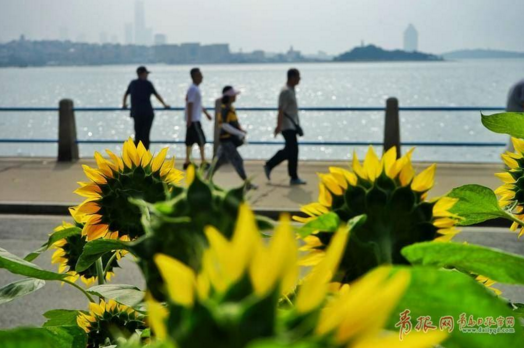 盛夏|盛夏来临 青岛海滨风景区成缤纷花海