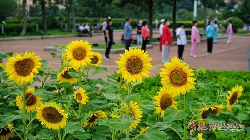 盛夏|盛夏来临 青岛海滨风景区成缤纷花海