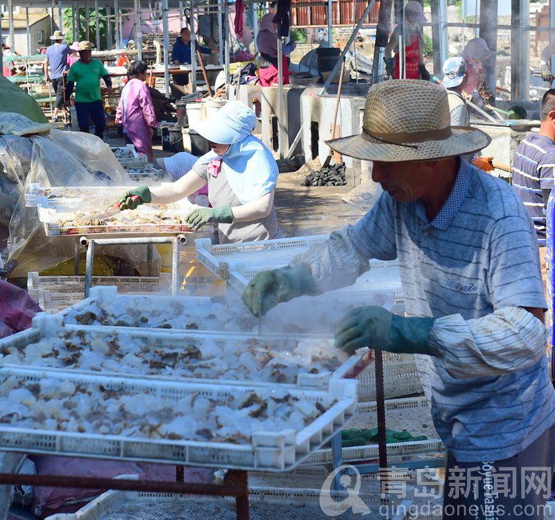 黄山|黄山海蜇迎来开捕期 镜头记录海蜇丰收场面