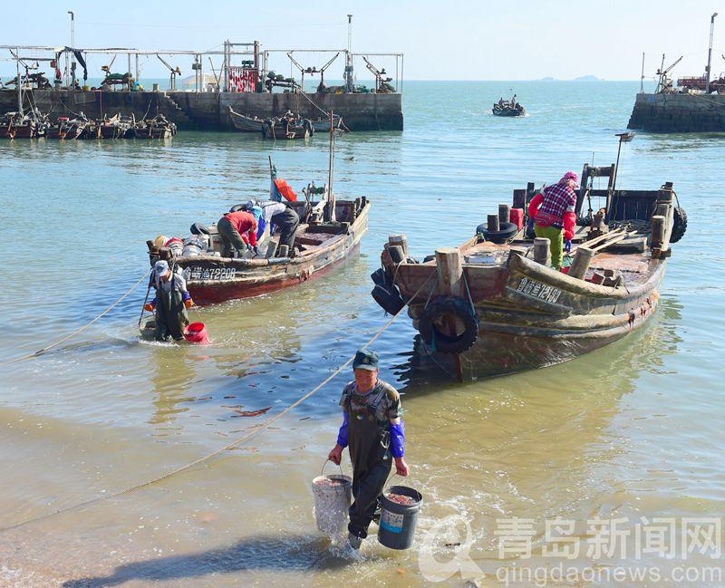 黄山|黄山海蜇迎来开捕期 镜头记录海蜇丰收场面