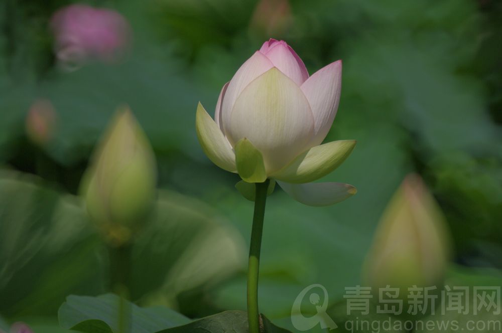 荷花|荷花人人爱 摄影师用折返镜头拍出油画般荷花美图