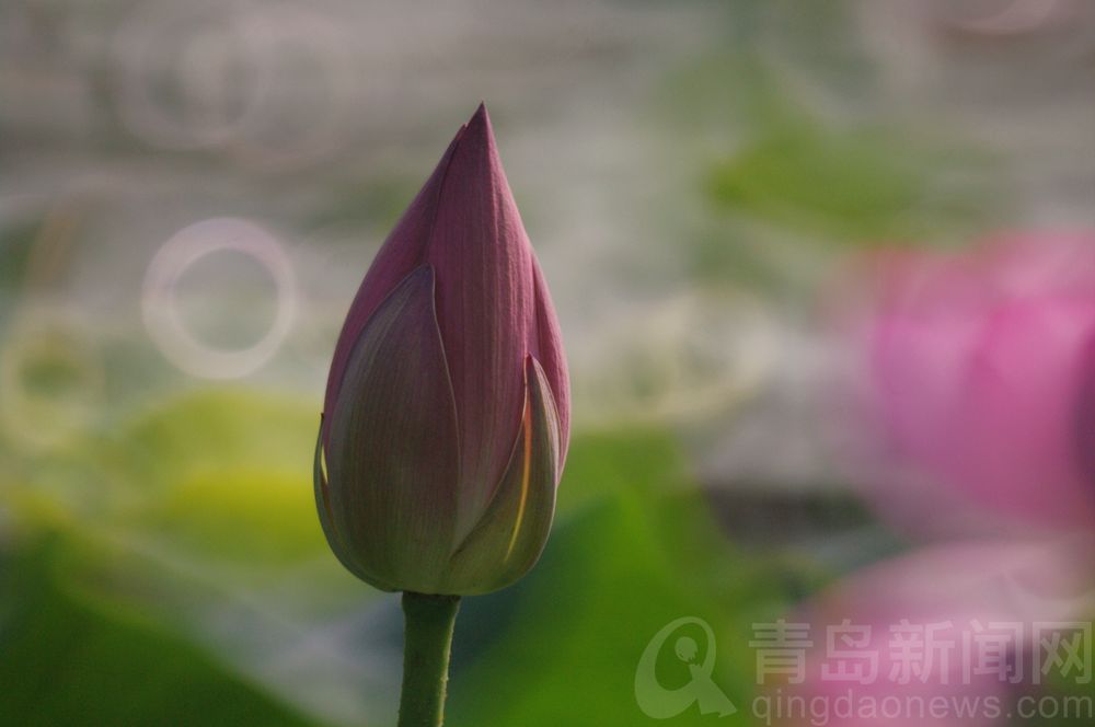 荷花|荷花人人爱 摄影师用折返镜头拍出油画般荷花美图