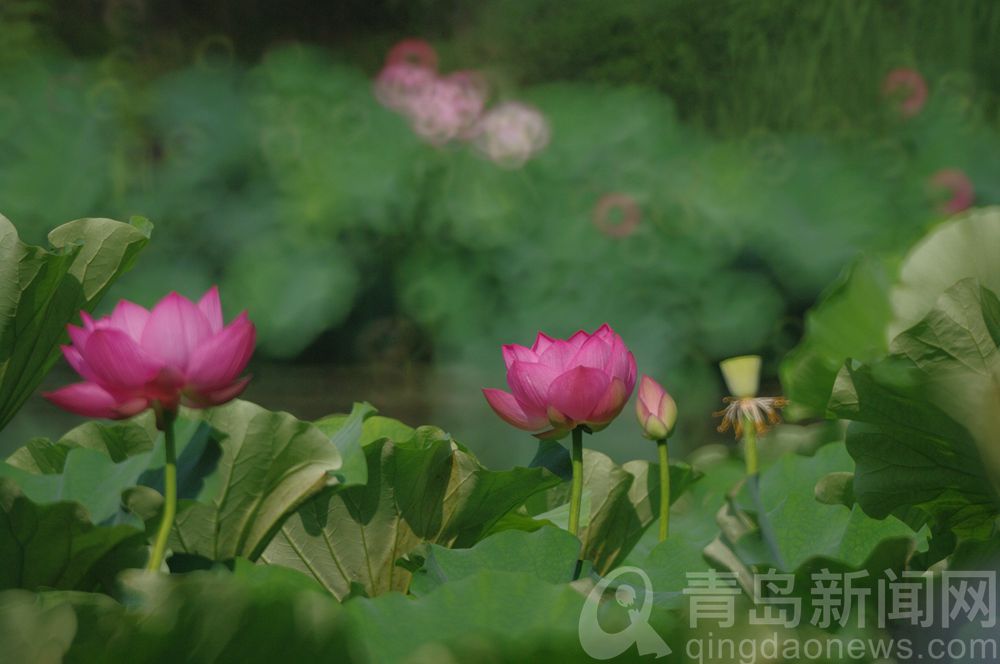 荷花|荷花人人爱 摄影师用折返镜头拍出油画般荷花美图