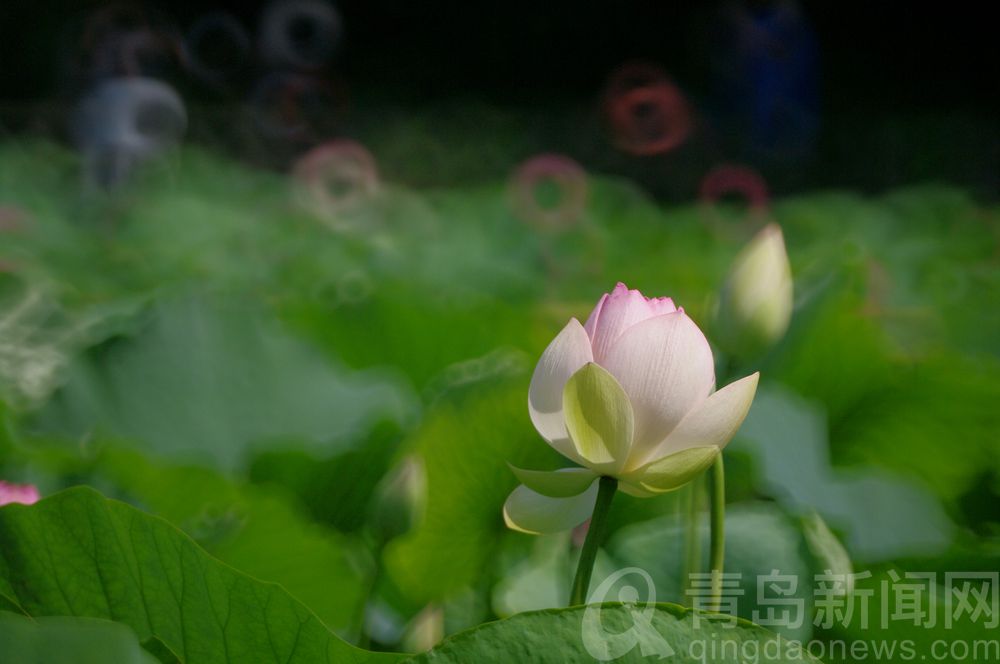 荷花|荷花人人爱 摄影师用折返镜头拍出油画般荷花美图