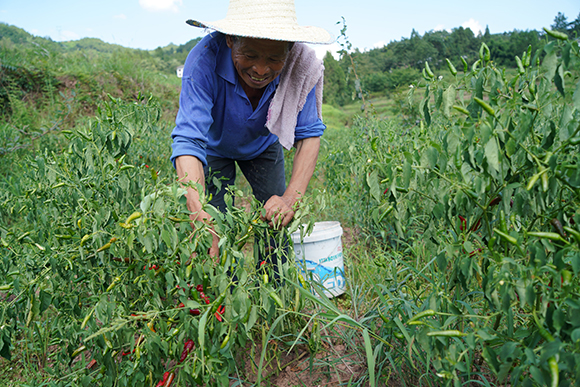 笑起来|你笑起来真好看|记者蹲点日记：只要肯干 日子会像辣椒一样红火