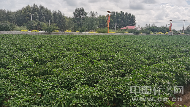 辣椒|【幸福花开新边疆】“小辣椒”大收益 长发村发展庭院经济走稳致富路