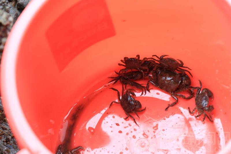 立秋|立秋日正逢退大潮 实拍在青岛海边赶海的孩子们